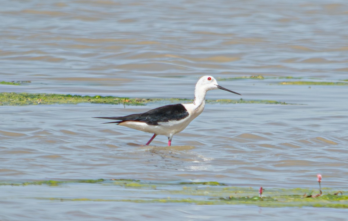 Black-winged Stilt - ML624068102