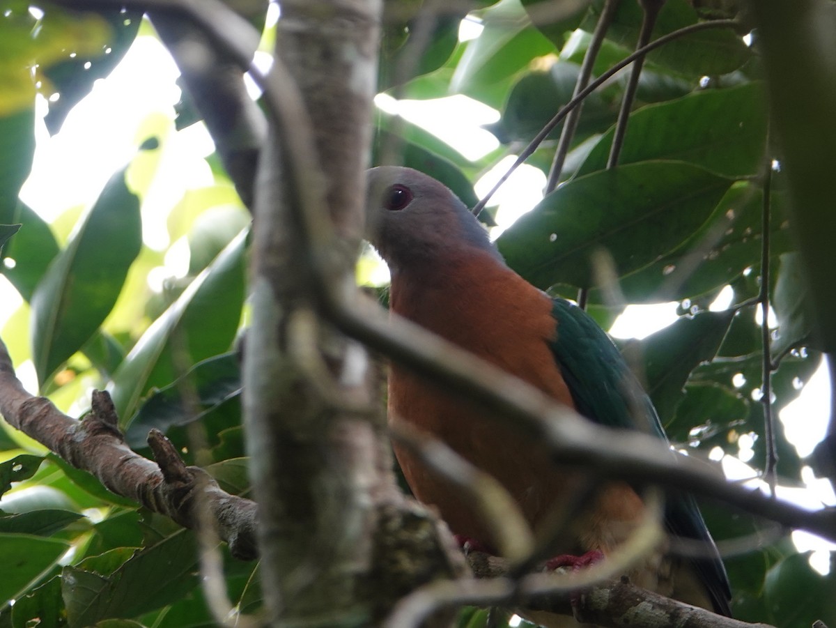 Purple-tailed Imperial-Pigeon - ML624068104