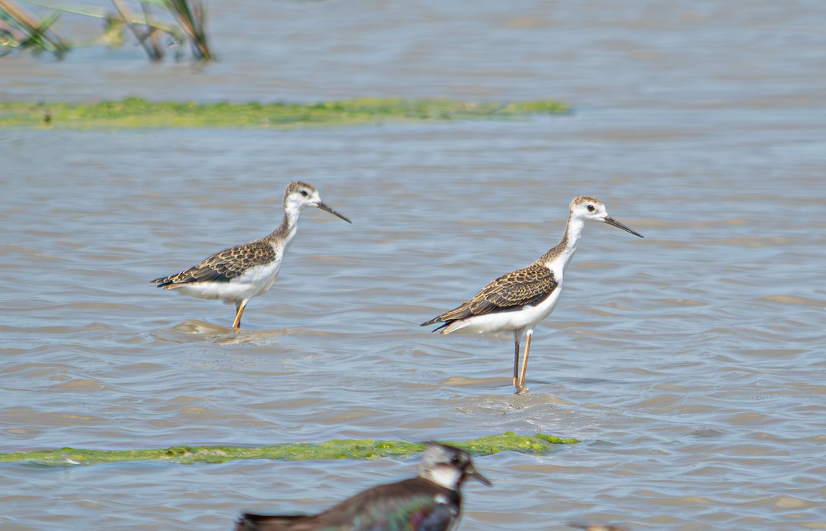 Black-winged Stilt - ML624068105