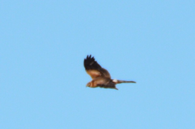 Pallid Harrier - ML624068106