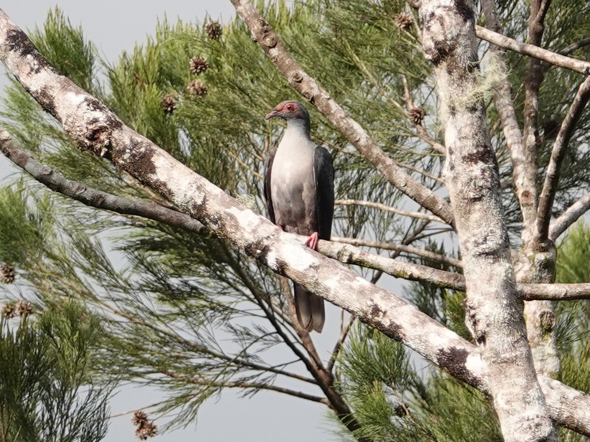 Papuan Mountain-Pigeon - ML624068107