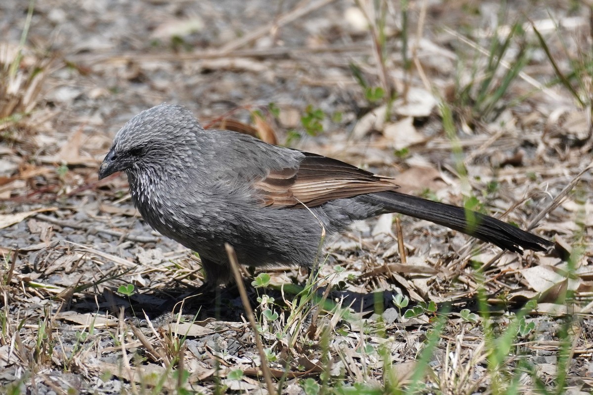 Apostlebird - ML624068108