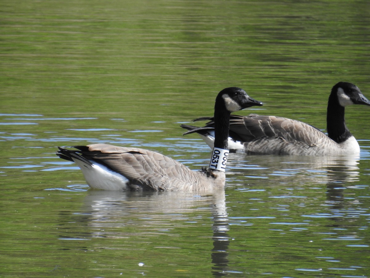 Canada Goose - ML624068109