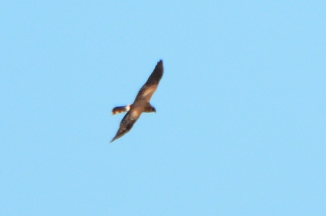 Pallid Harrier - ML624068110