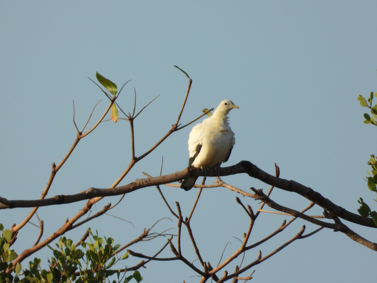 Torresian Imperial-Pigeon - ML624068111