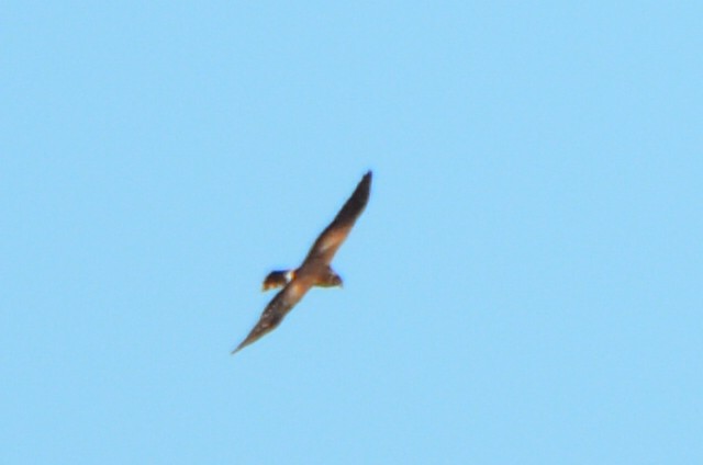 Pallid Harrier - ML624068114