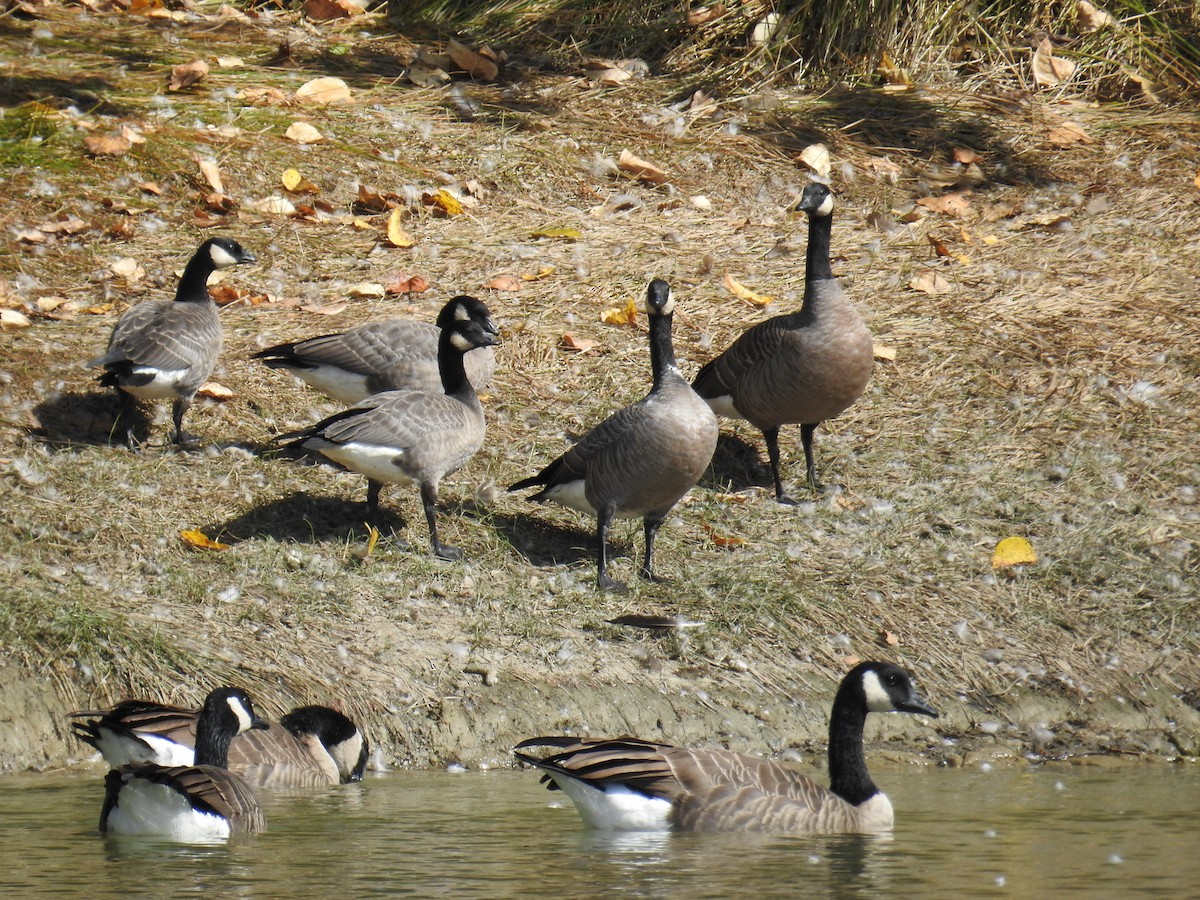 Cackling Goose - Jody  Wells