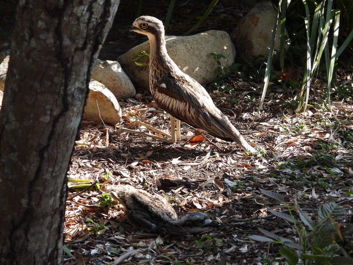 Bush Thick-knee - ML624068121