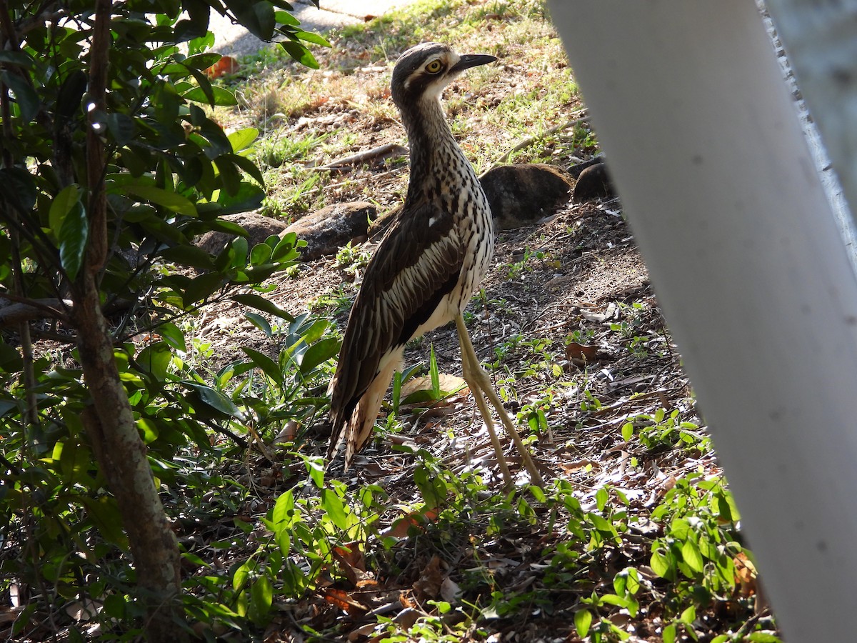 Bush Thick-knee - ML624068125