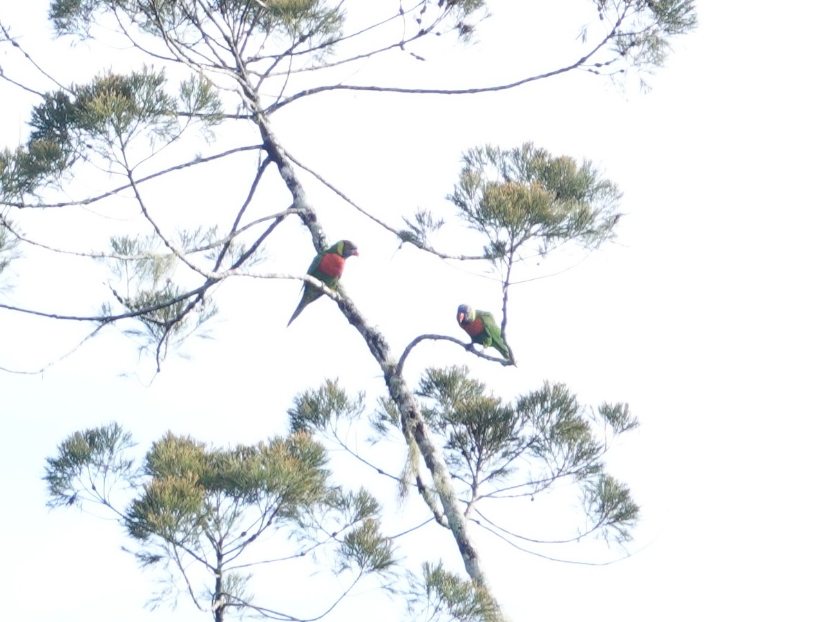 Coconut Lorikeet - ML624068129