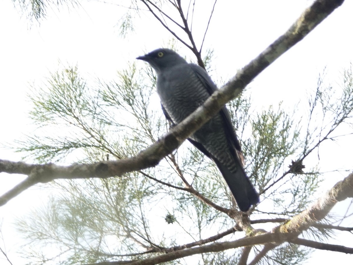 Barred Cuckooshrike - ML624068131