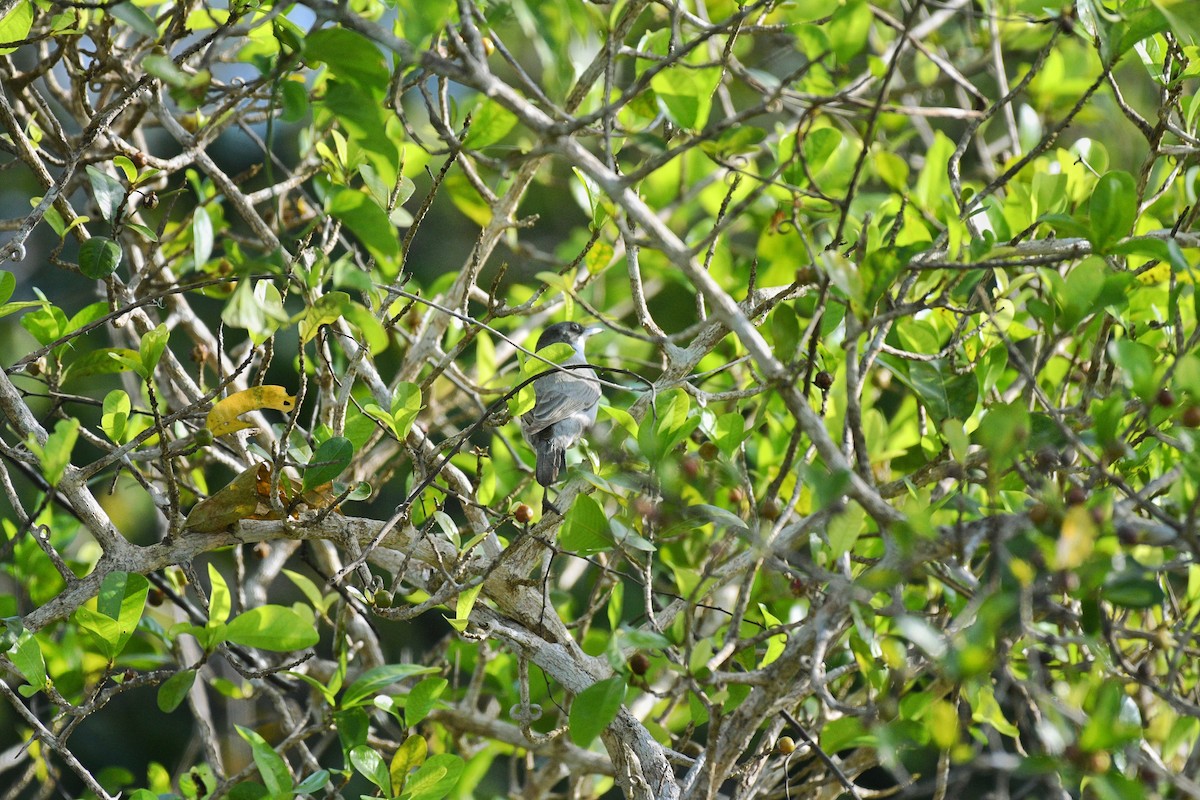 Eastern Orphean Warbler - ML624068137