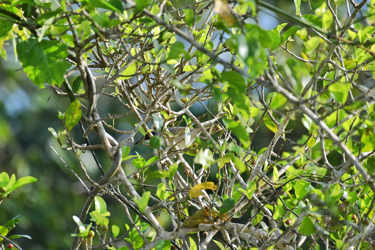 Eastern Orphean Warbler - ML624068139