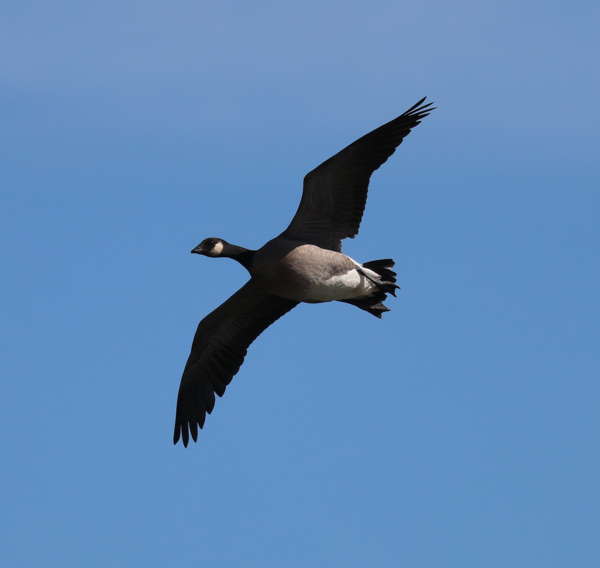 Cackling Goose - ML624068148