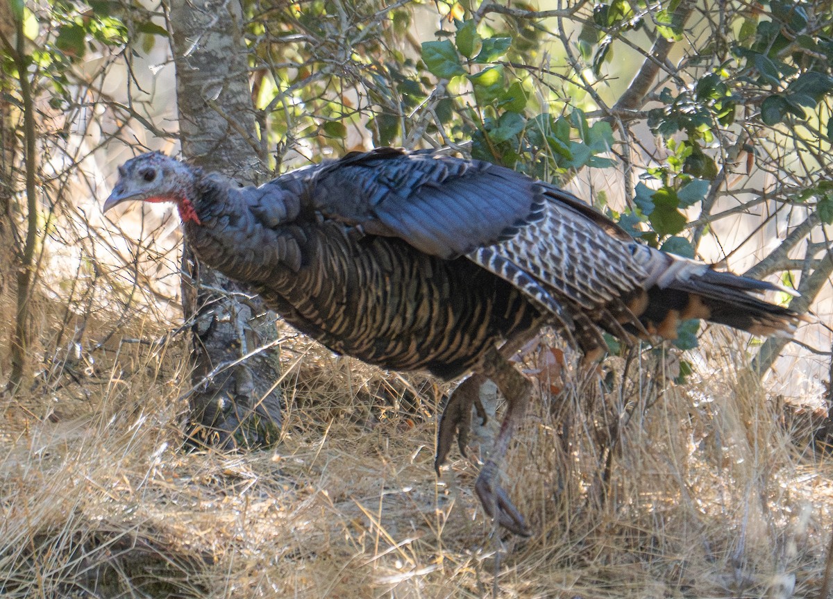 Wild Turkey - ML624068160