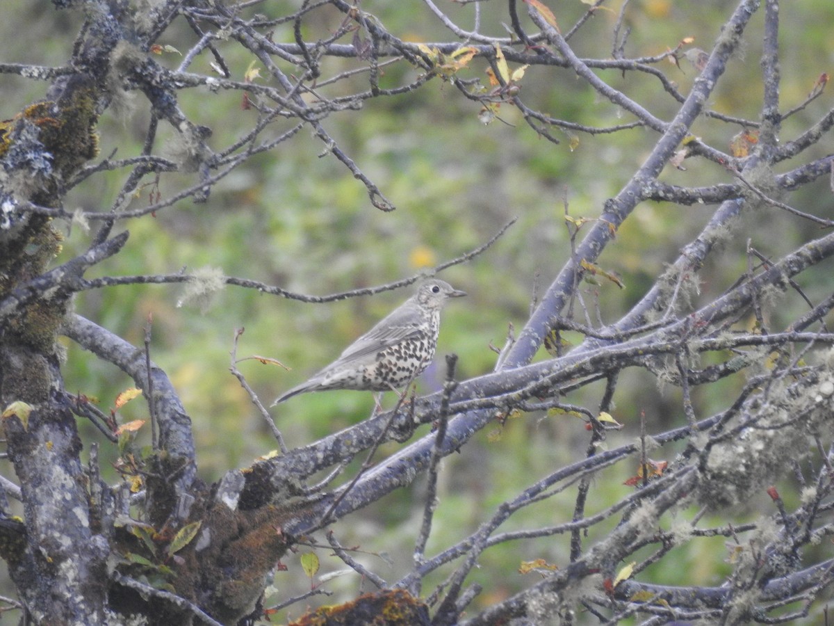 Mistle Thrush - ML624068163