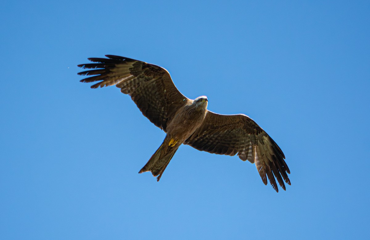 Black Kite - ML624068177