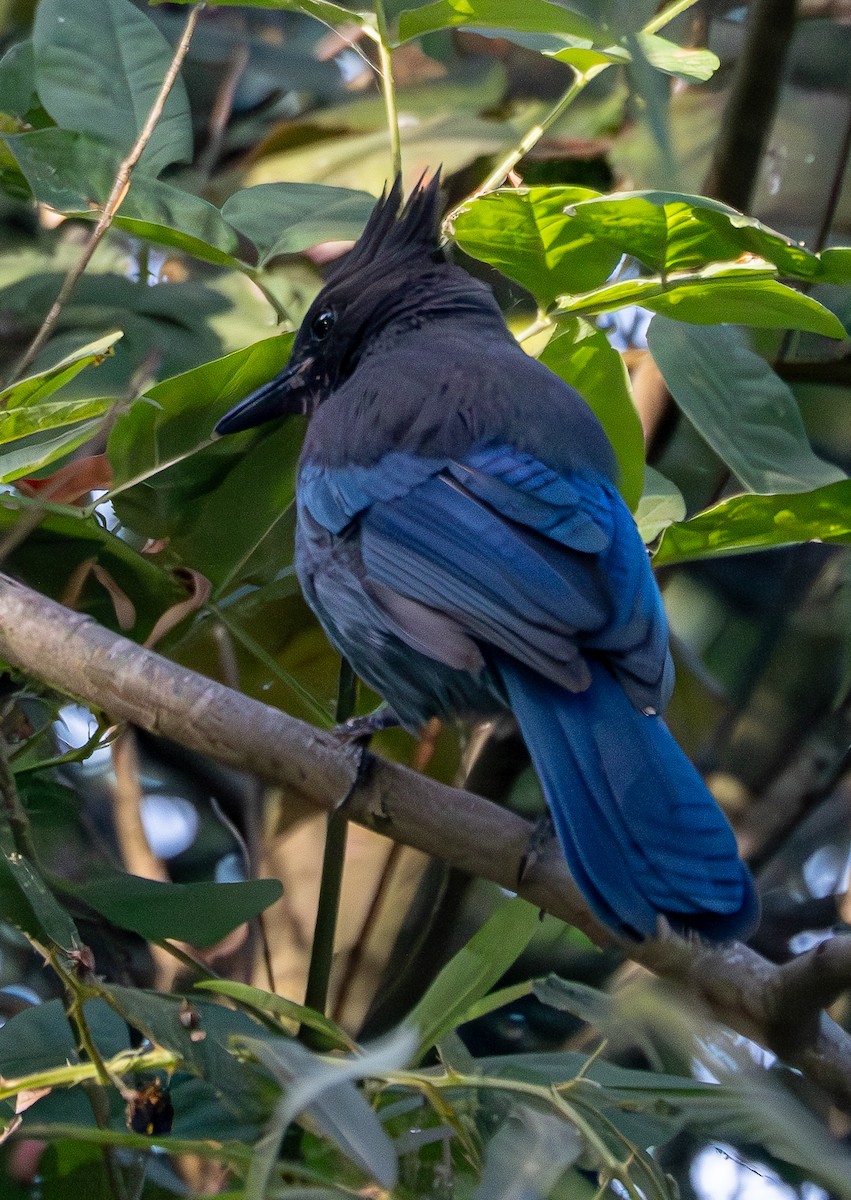 Steller's Jay - ML624068184