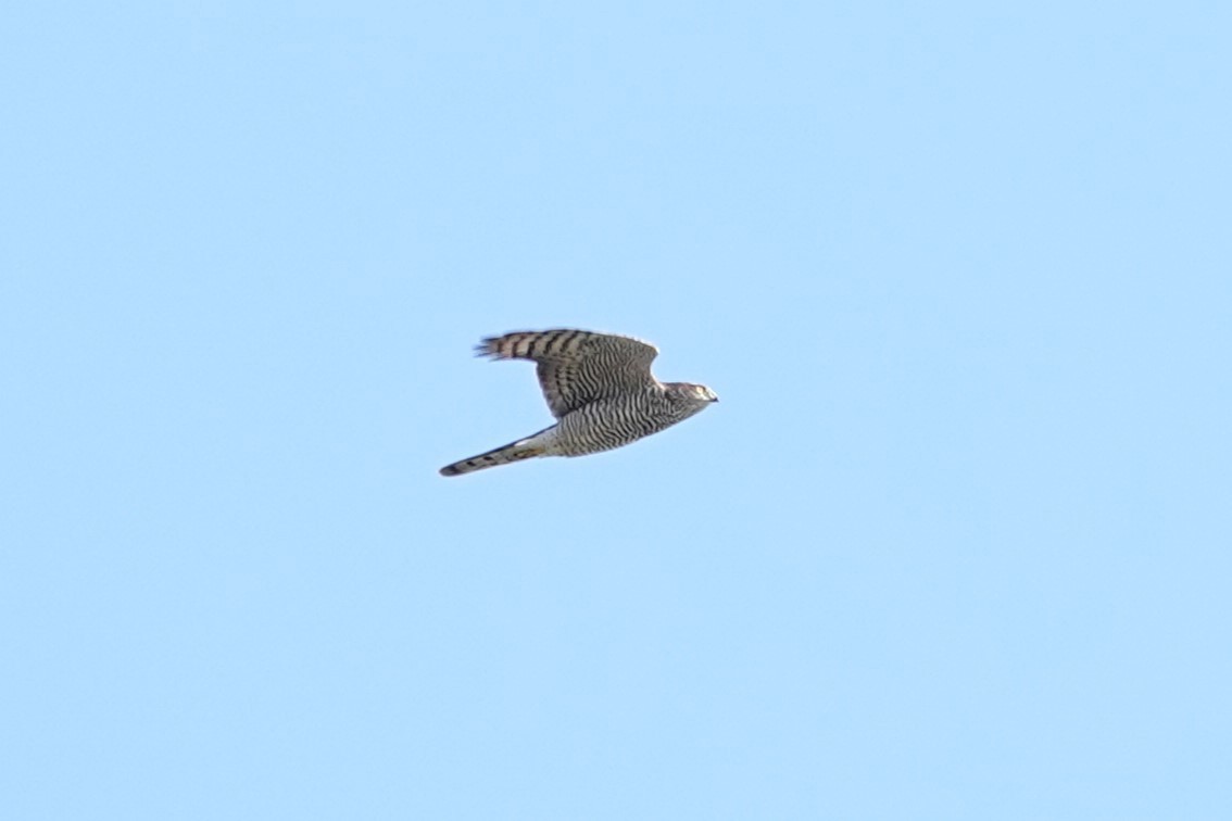 Eurasian Sparrowhawk - ML624068188