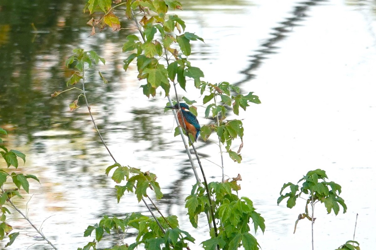 Common Kingfisher - ML624068191