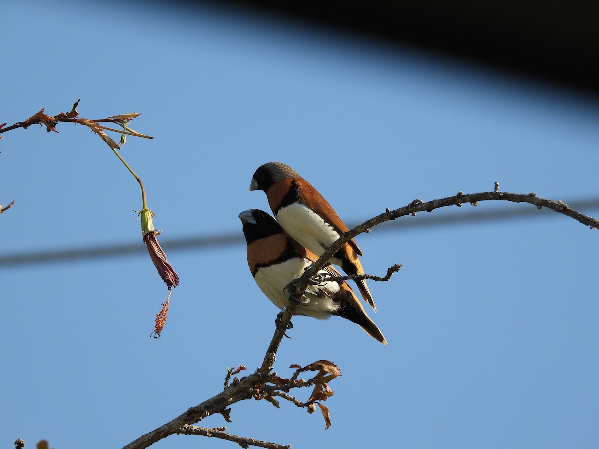 Chestnut-breasted Munia - ML624068194