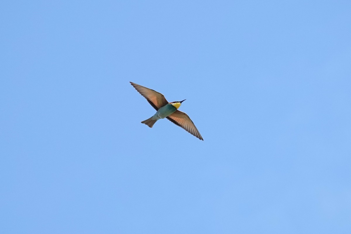 European Bee-eater - ML624068196