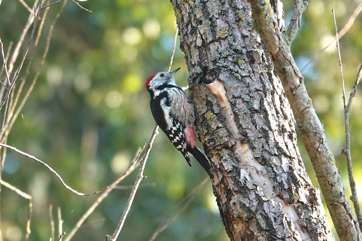 Middle Spotted Woodpecker - ML624068199