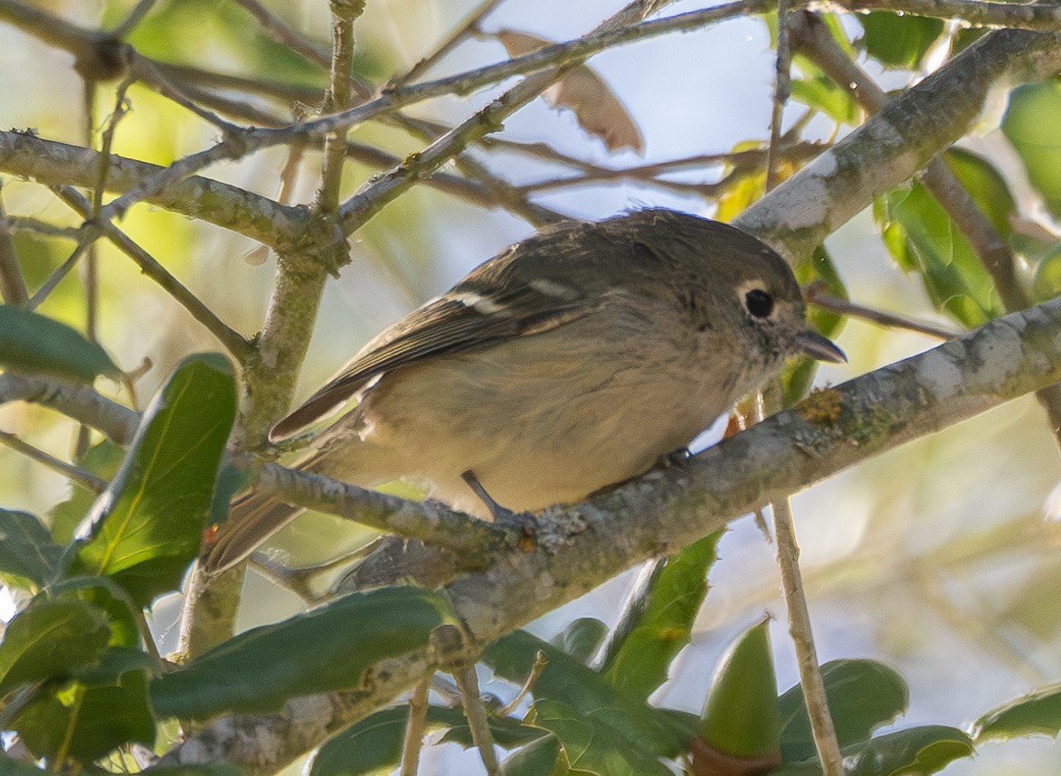 Hutton's Vireo - ML624068200