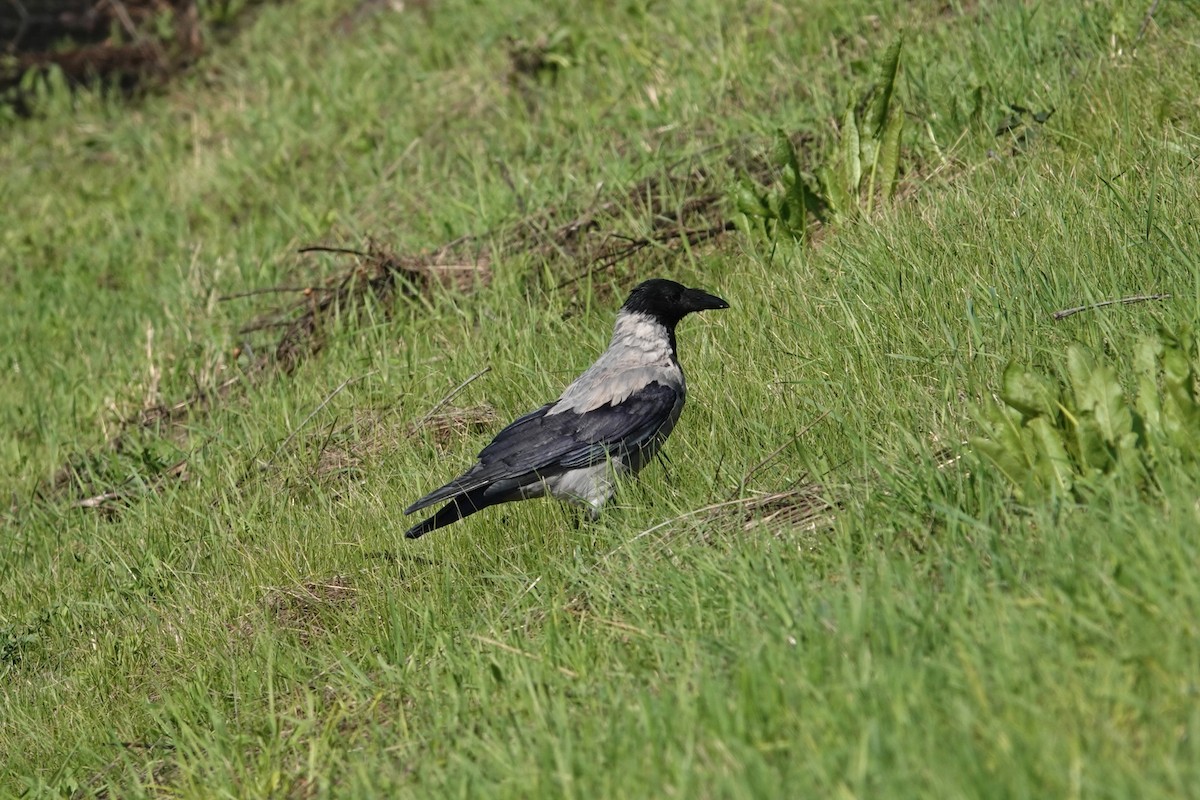 Hooded Crow - ML624068203