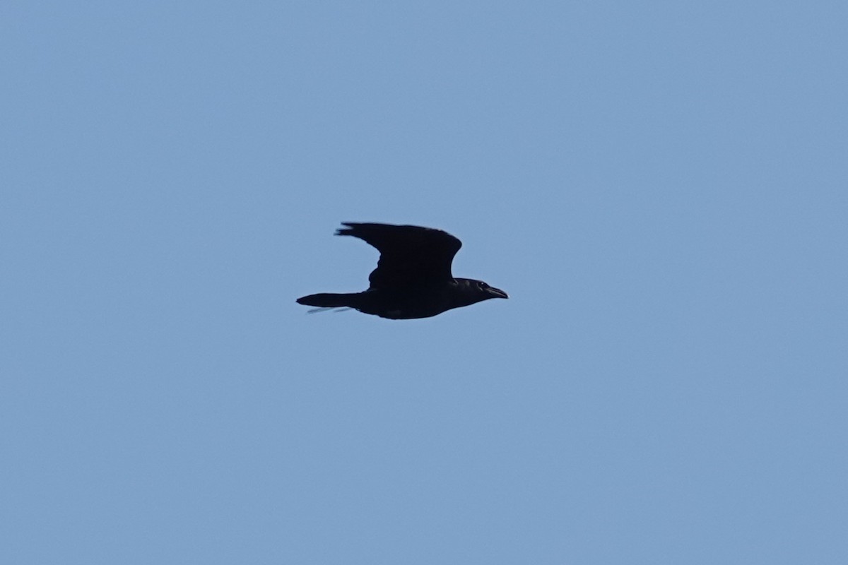 Common Raven - ML624068204