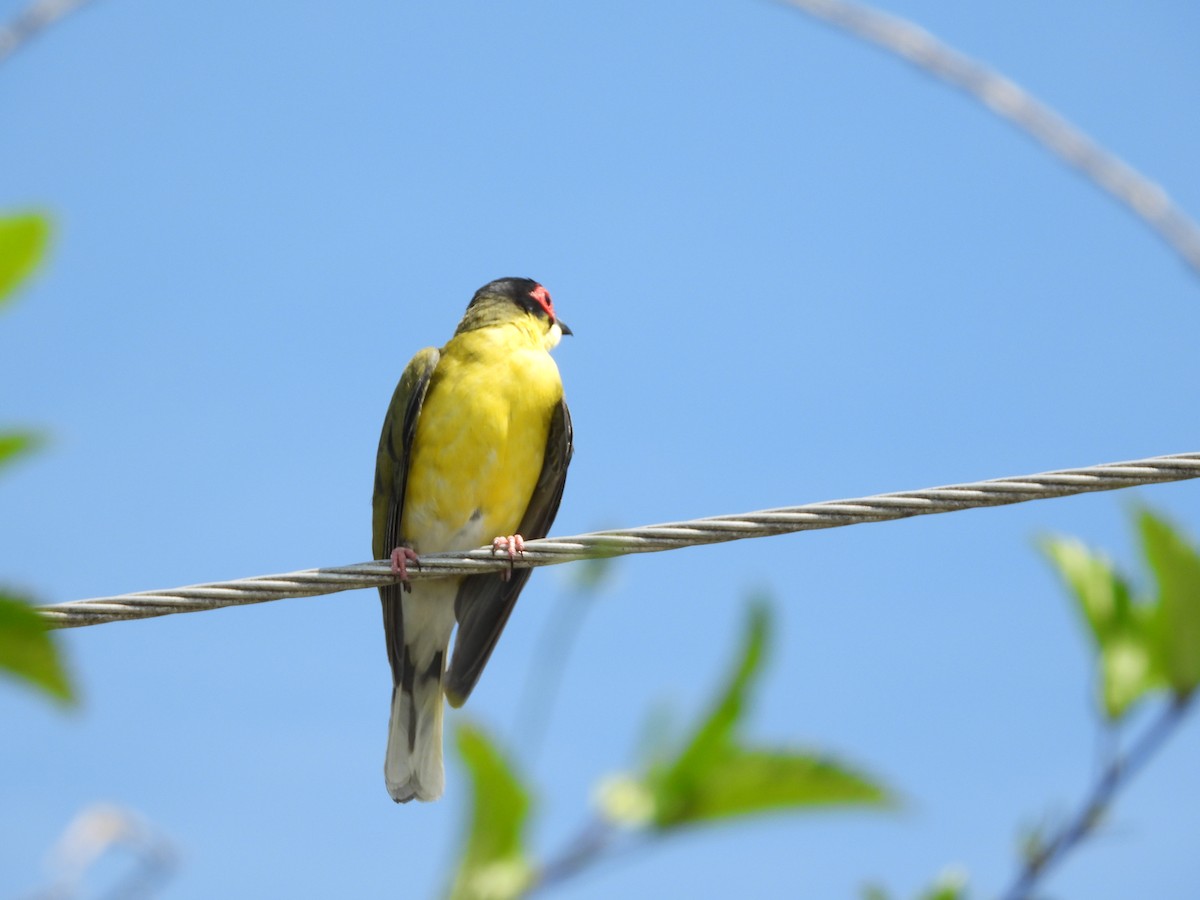 Australasian Figbird - ML624068207