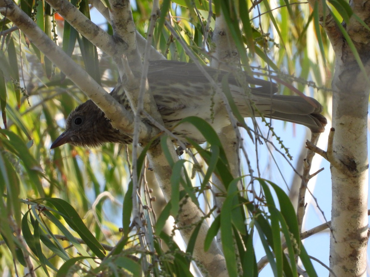 Australasian Figbird - ML624068208