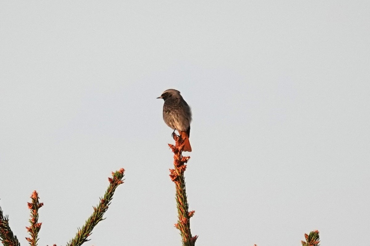 Black Redstart - ML624068209