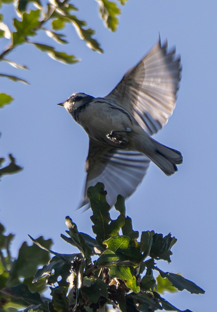 Black-throated Gray Warbler - ML624068210