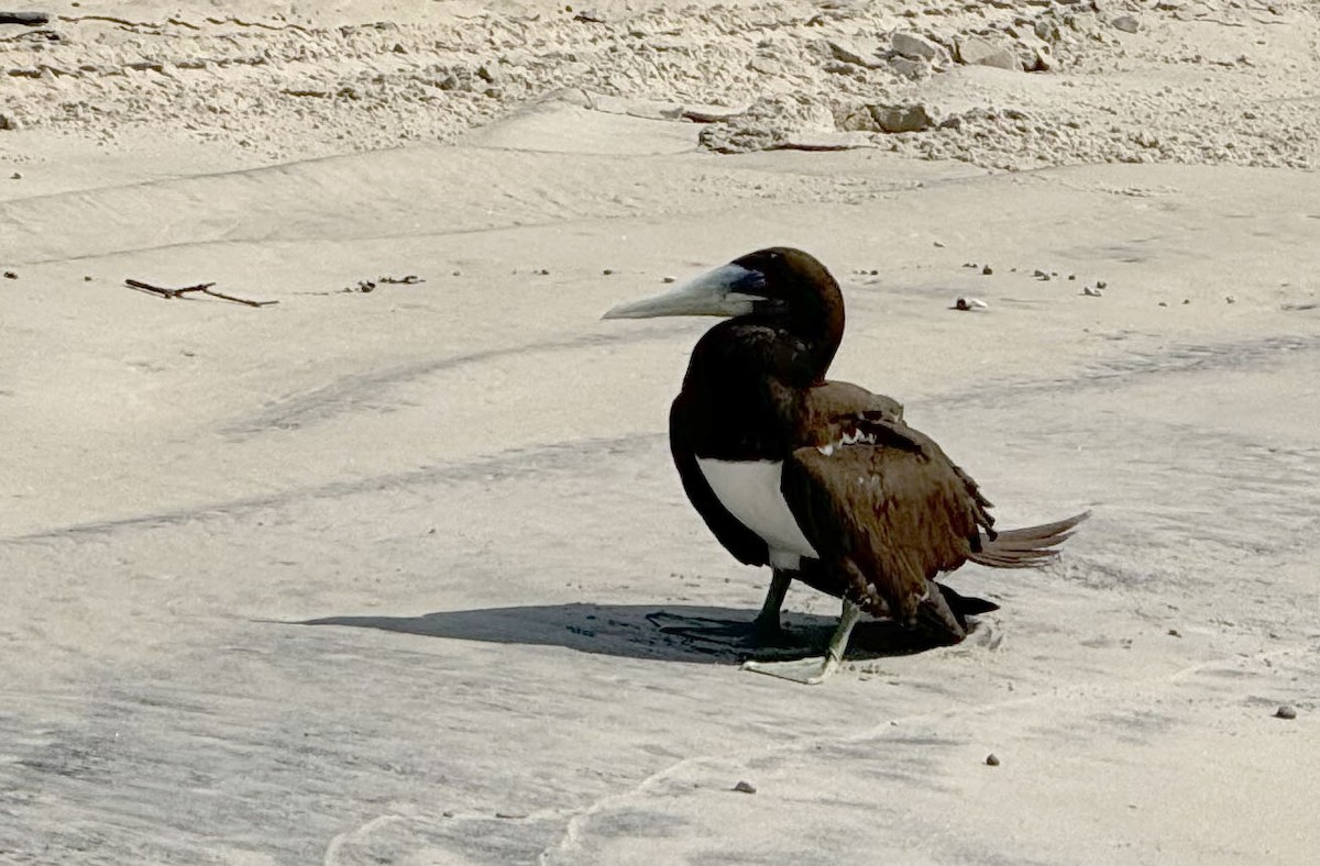 Brown Booby - ML624068212