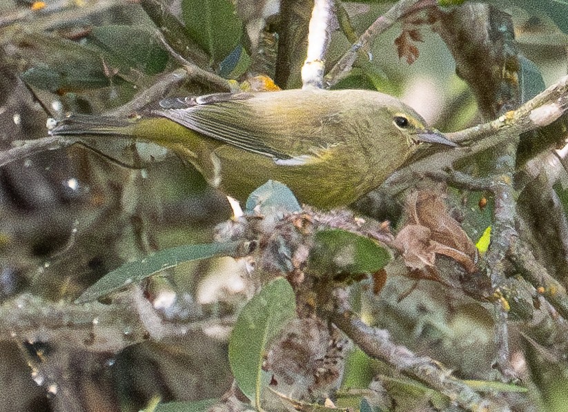 Orange-crowned Warbler - ML624068214