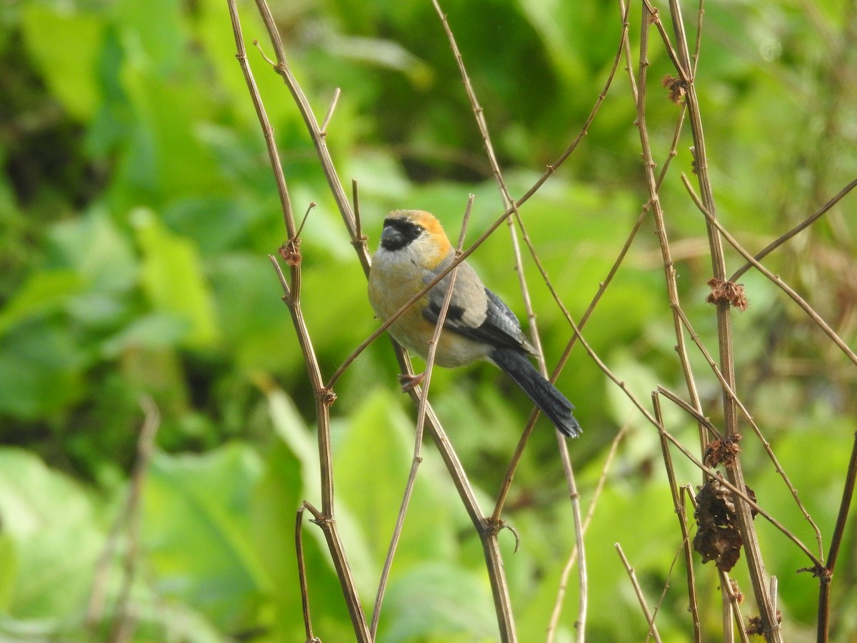 Red-headed Bullfinch - ML624068216