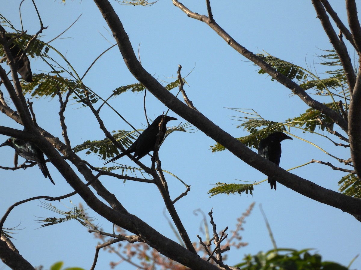 Metallic Starling - ML624068218