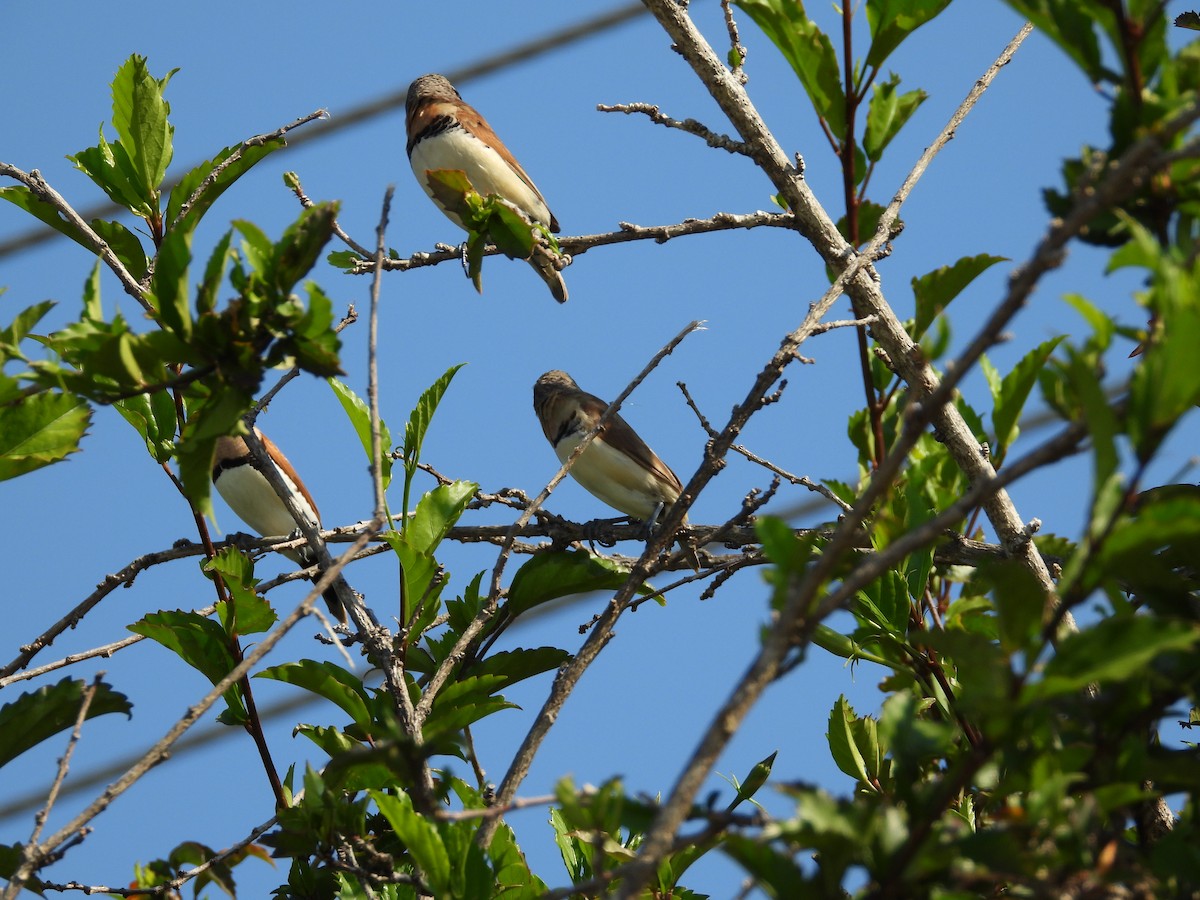 Chestnut-breasted Munia - ML624068220