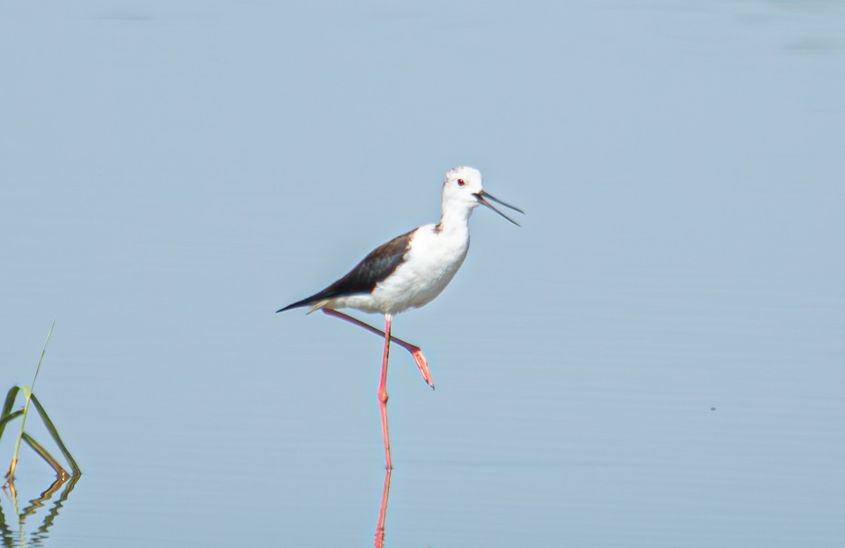 Black-winged Stilt - Aleksandr Klimenko