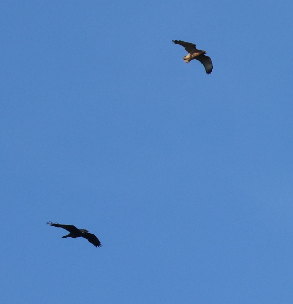 Red-tailed Hawk - ML624068227