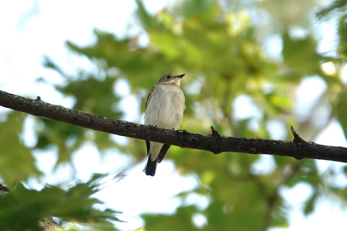 European Pied Flycatcher - ML624068233