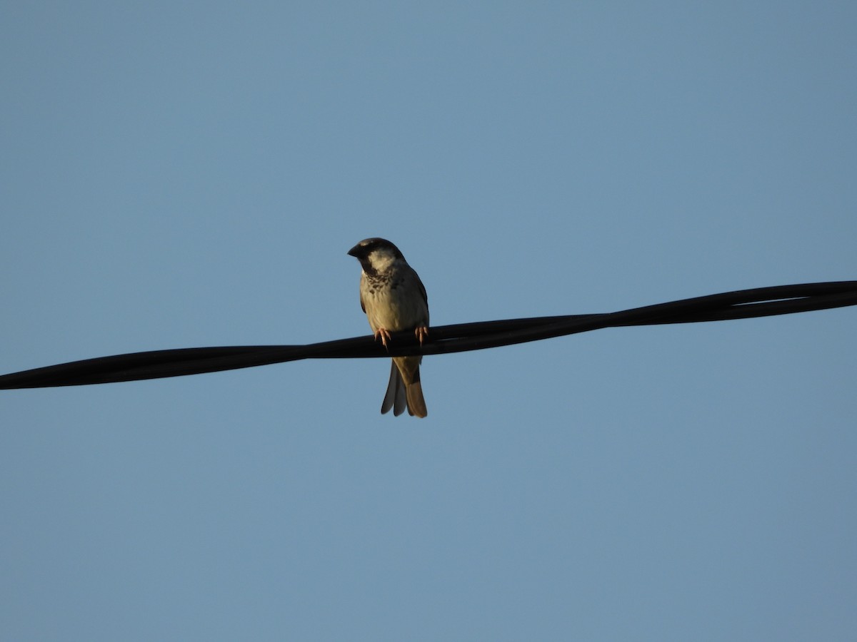 House Sparrow - ML624068237