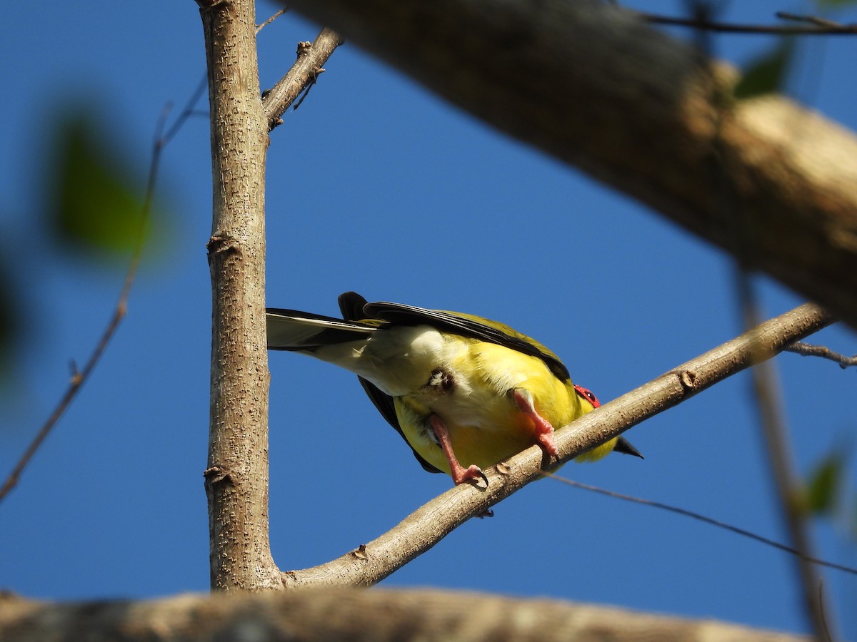 Australasian Figbird - ML624068247