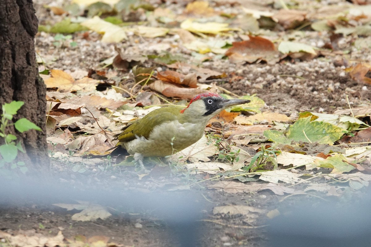 Eurasian Green Woodpecker - Toby Holmes