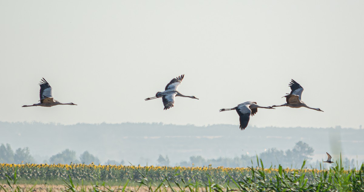 Common Crane - Aleksandr Klimenko