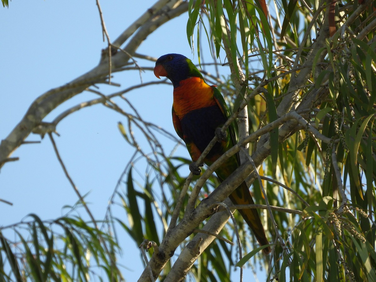 Rainbow Lorikeet - ML624068256