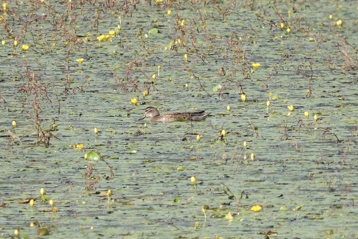 Garganey - ML624068258