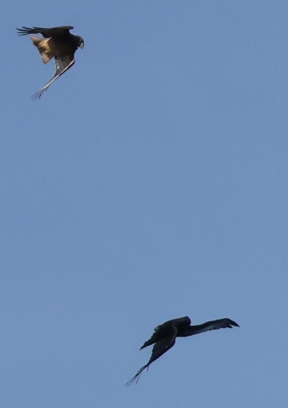 Red-tailed Hawk - ML624068265