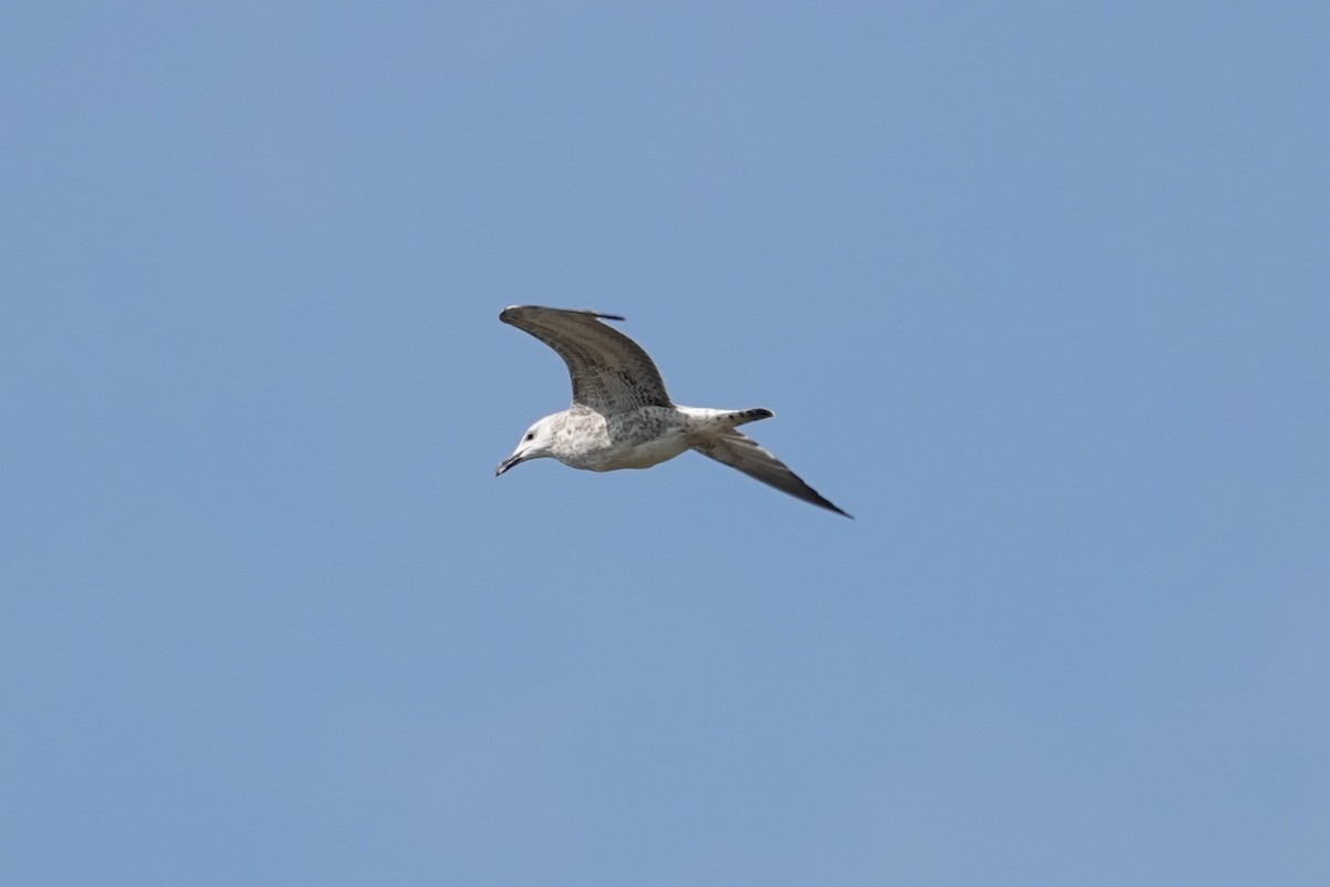 Caspian Gull - ML624068266